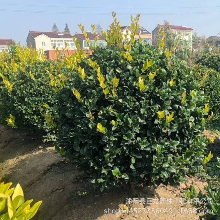 Товары для детских садов, инженерные саженцы для зеленения, саженцы золотой гардении, полные характеристики, шарики золотой гардении 120-150