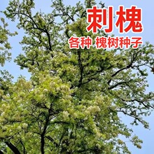 刺槐种子洋槐树籽白花槐优质速生国槐籽紫穗槐护坡灌木绿化槐树籽