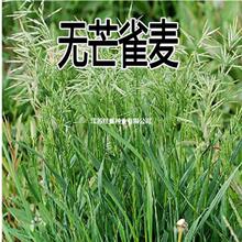 无芒雀麦种子 老芒麦种子 南北方草籽牛羊食用进口牧草种子耐低温