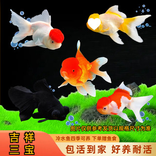 ���~���\���^�{���^��ؔ��ˮ�^�p�~��ˮ�~���������~���B�ͻ�С��