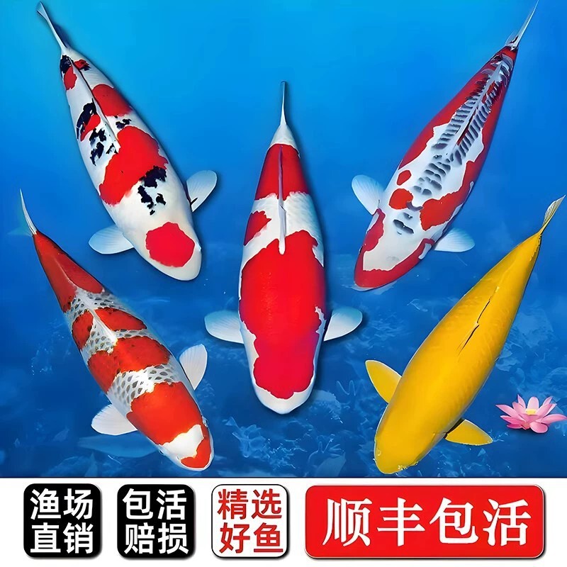 Sf Fortune-Attracting Large Koi Fish Cold Water Purebred Ornamental Fish Premium Freshwater Fish Pond Package Live Sf Fortune-Attracting Large Koi Fish Cold Water Purebred Ornamental Fish Premium Freshwater Fish Pond Package Live