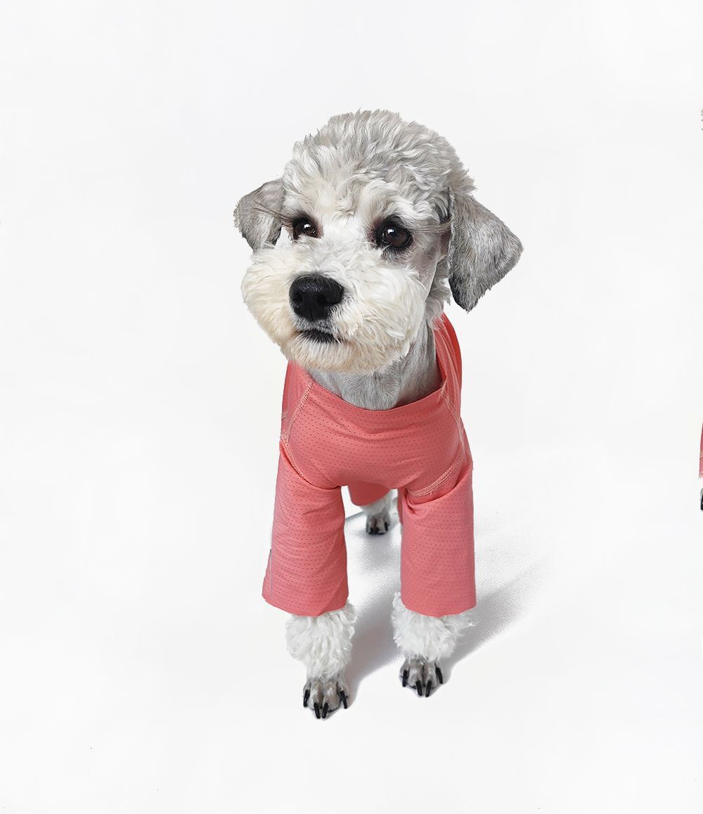 Svalkande hundklänning för bichon solskydd och insektskydd_voghion.com