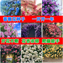 �����Nޱ���N�����ļ����N�_���¼�����ֲ�ﻨ������ͥԺ���ܷN��