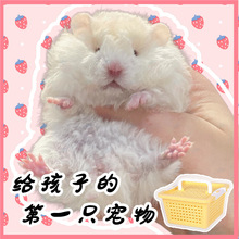 ���B�Lë��z�ܻ���ϡ�д��w��ë�ڻ����S�����������С�}����