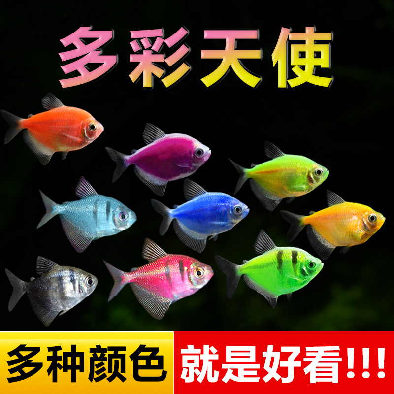 天使鱼观赏鱼大号淡水热带鱼小型鱼金鱼活鱼好养耐活七彩鱼神仙鱼