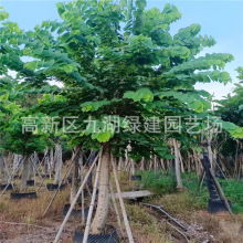 全冠羊蹄甲种植基地批发大骨架羊蹄甲 红花紫荆 宫粉紫荆各种规格