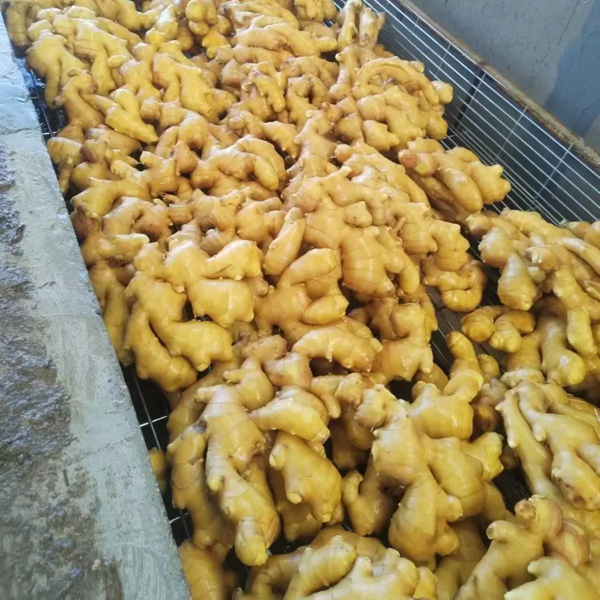 水洗姜可开自产自销 100g 150g 250g 大中小姜把山东基地现货菜姜