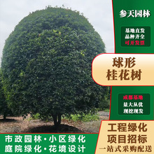 重庆贵州四川地笼桂冠幅250地笼桂冠幅300地笼桂冠幅350