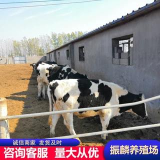 哪里有奶牛养殖场 小牛犊 花牛犊 西门塔尔牛前景怎么样