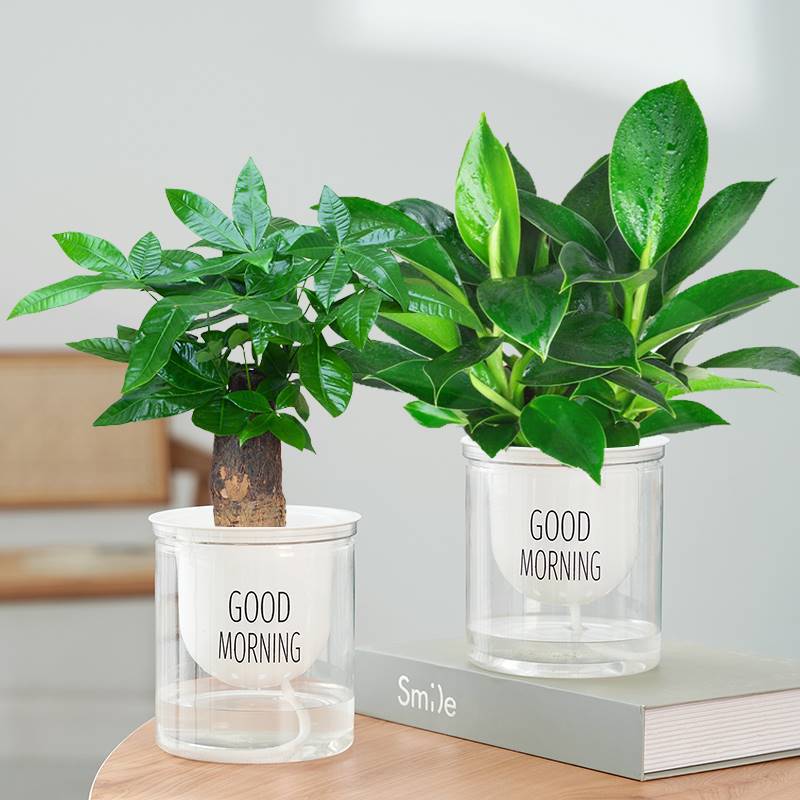 골든 다이아몬드 화분 2세트 + 머니 트리 + 굿모닝 화분 2개 + 영양액