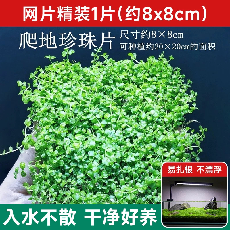 【自然沉底 丢缸即赏】爬地矮珍珠网片装1片 （约8x8cm）近期热销