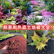 花园地被植物多年生耐寒耐热佛甲草熊猫堇筋骨草芝樱花金叶过路黄
