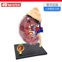 4D Master������������ģ������ṹ����ҽѧ��ѧ�̾߿ɲ�ж