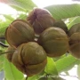 美国种植文玩小南瓜核桃苗
