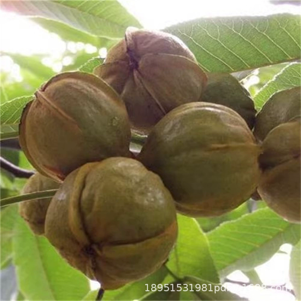 Американская Золотая голова обезьяны Рассада грецкого ореха Фэн Юй Вэнь Играть Рассада грецкого ореха Круглая маленькая тыква Посадка фруктовых деревьев года