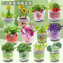 儿童小礼物diy桌面绿植学生室内种植小豆丁盆栽植物批发花卉玩具