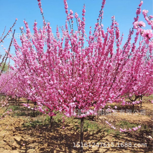 �ذ�����~÷�������l���@�G������ͥ�@�����^�p����ֲ��С�Ҽt