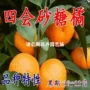南方北方嫁接地栽树苗