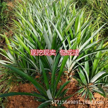 西瓜凤梨苗台湾金钻17号手撕凤梨当年结果南北方种带根大果菠萝苗