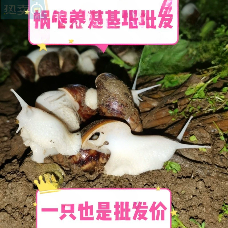 Snails for students for experiments white jade, pet
