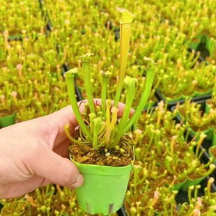 Hua Hami Bottle Grass Succulent Green Plant Potted Greenhouse Wholesale Agave Cactus Twelve Rolls Carnivorous Plants
