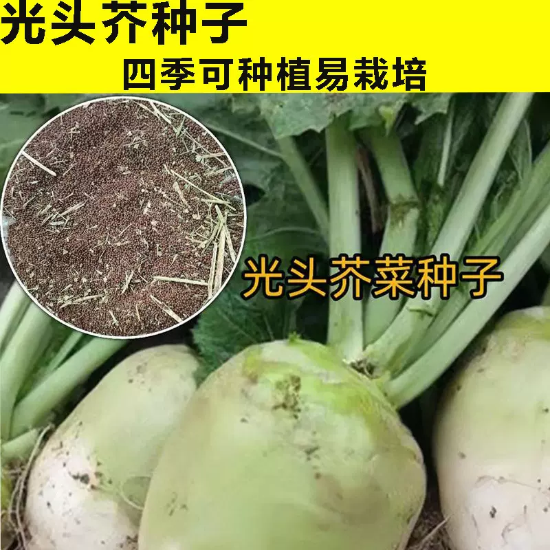 光芥种子精选大头菜圆头光面芥菜籽腌制榨菜种籽农家蔬菜饱满度