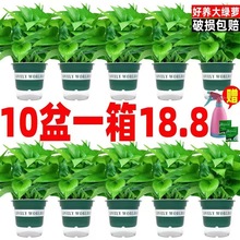 绿萝水培大量批发盆栽室内好养绿罗绿植绿箩植物