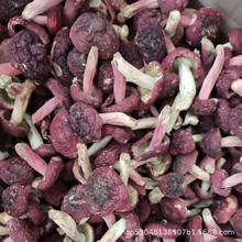 红菇干货 月子煲汤红菇 食用菌大量批发 源头厂家直供价格可议