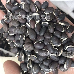 �ϸ��ٷN�����l��һƥ�I��һƥ�I��ţ���٣��ʸ�N�ӡ�Ұ��N��