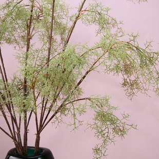 廣州水草花圖片 海量高清廣州水草花圖片大全 阿里巴巴
