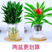 【水培观音竹】富贵竹室内绿植办公室客厅卧室四季好养客厅摆放花