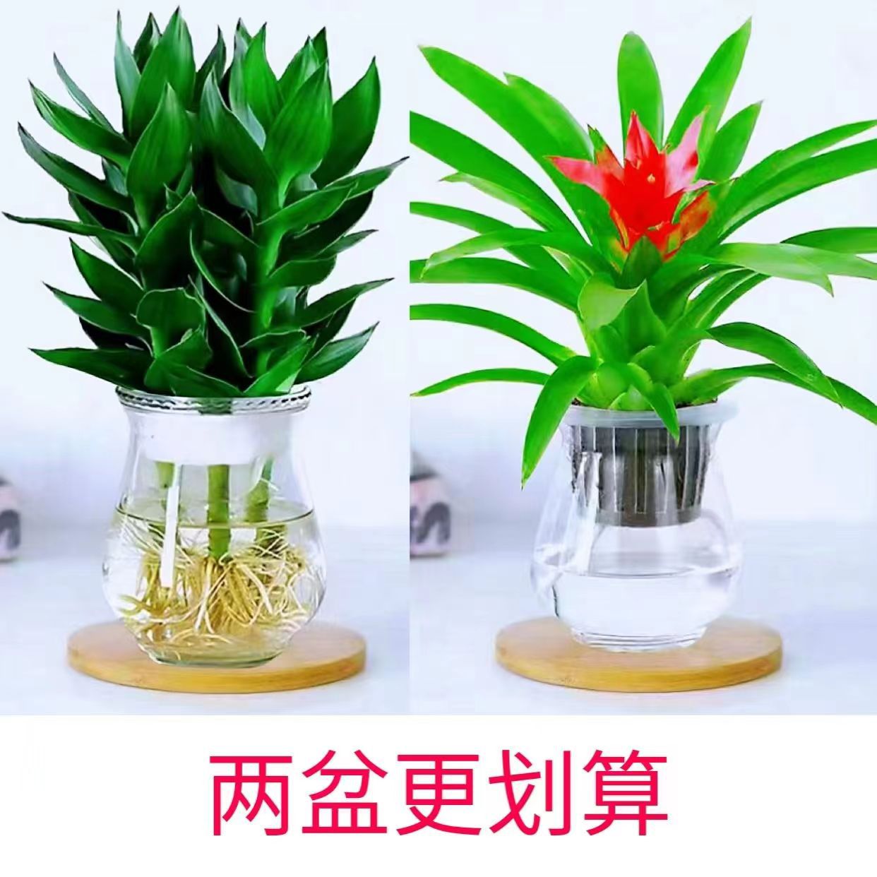 【水培观音竹】富贵竹室内绿植办公室客厅卧室四季好养客厅摆放花