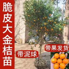 ��Ƥ���۽�����ʳ���^�p������ش��ļ����ஔ��Y����ۘ����