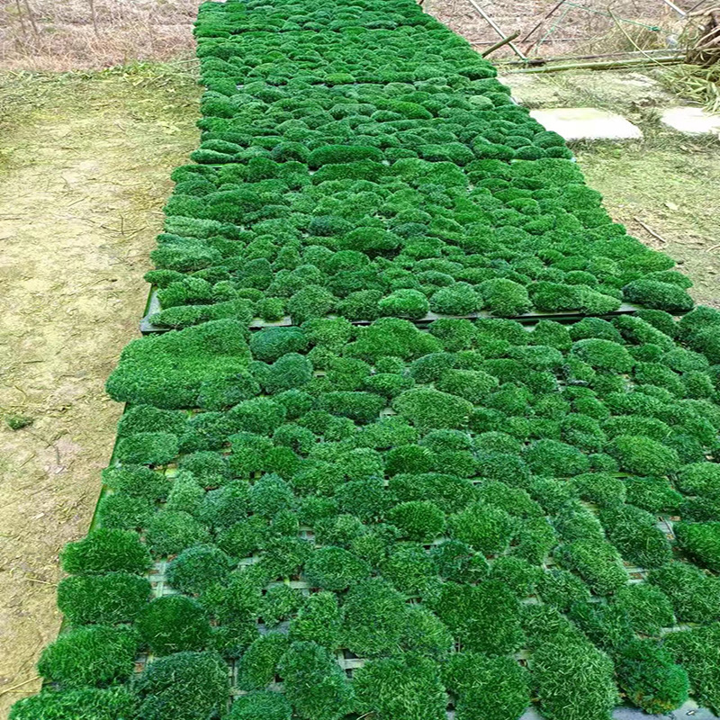 Césped artificial de musgo verde césped artificial planta paisaje planta verde escena ventana pantalla bonsai falso musgo