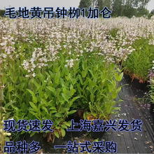 毛地黄吊钟柳盆栽多年生耐寒耐热宿根花卉花境线条大面积花海植物