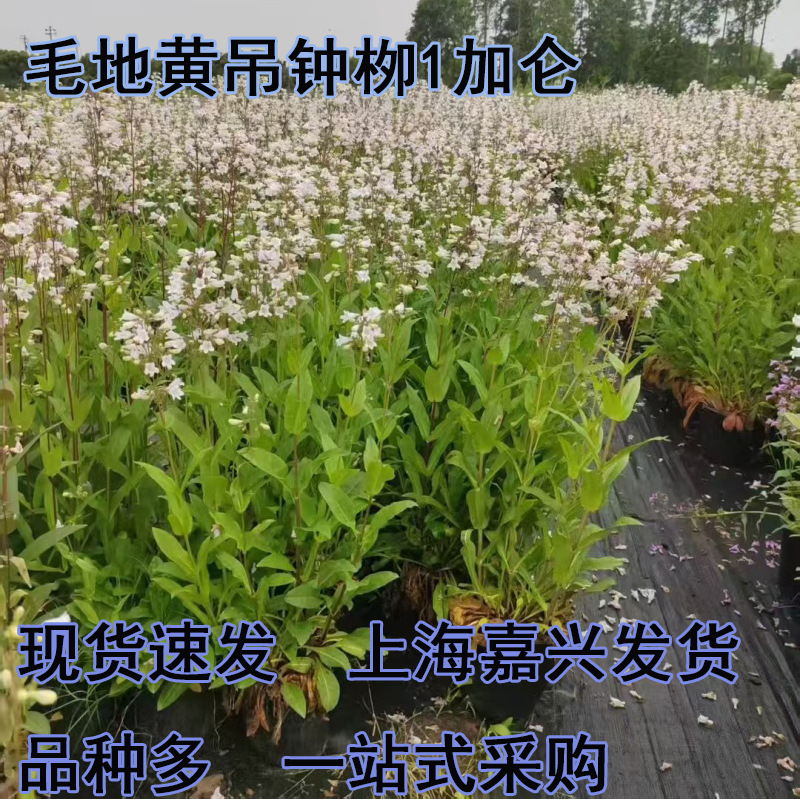 毛地黄吊钟柳盆栽多年生耐寒耐热宿根花卉花境线条大面积花海植物