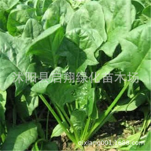 �S�� ���[���������J���� ����߲˷N�Ӽ�ͥ�ˈ@�N���߲˷N��