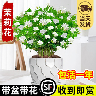 ���������ļ��_�r����ֲ�ﴹ�z�ذꎧ�������B�Gֲ�҃ȗd�ӻ���