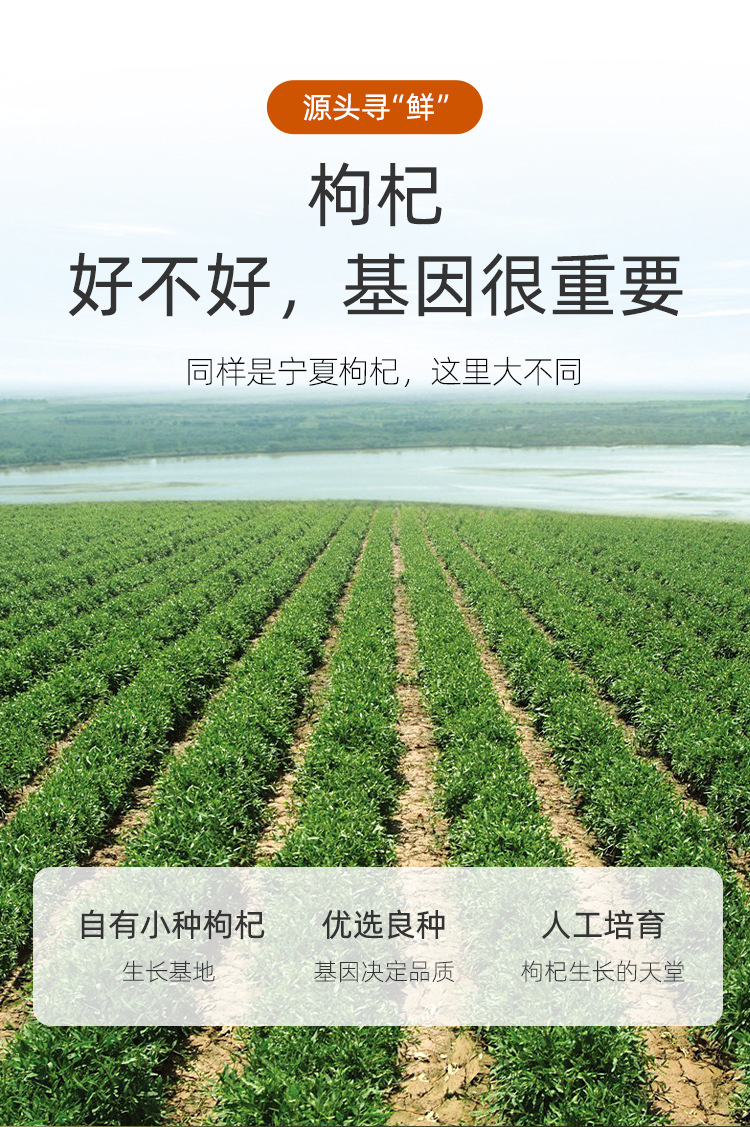 Premium Ningxia Goji Berries 200g Box First Harvest Large Grade Gou Qi Zi specifications