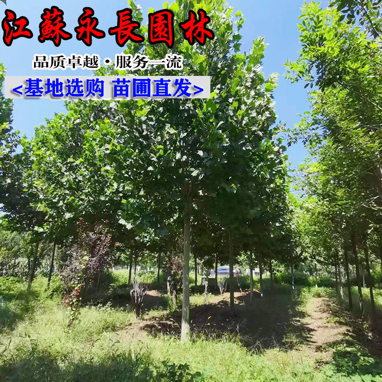 法国梧桐树法桐基地5-25公分绿化工程造型法桐原生冠法桐量大工程