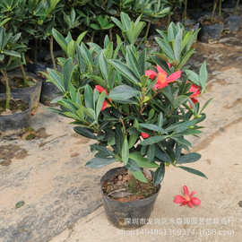 基地批发直供中小盆栽赤五色丹山茶花苗福建香茶花盆景四季茶花