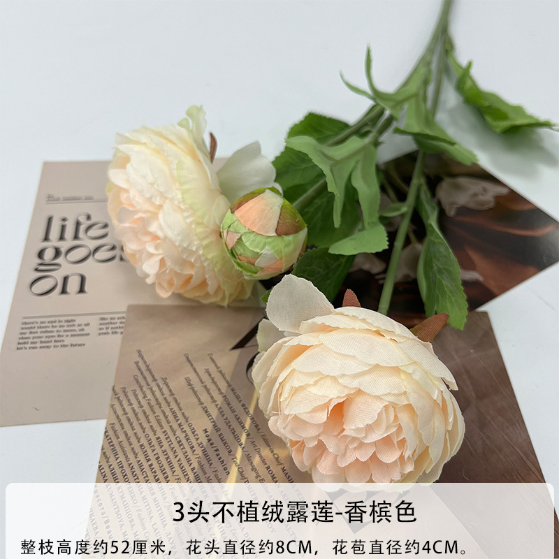 몰려든 샴페인 컬러 없음