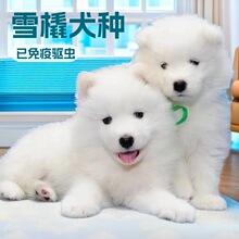 纯种萨摩耶宠物活体狗狗小狗熊版萨摩耶雪橇犬工作犬中型犬护卫犬