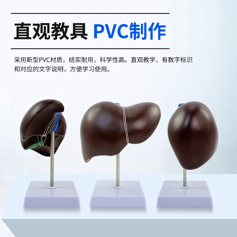 ��ѧ����������ģ�͸���Ѫ��Ҷ�ε��ҵ��ܹ���ҽѧ��������ģ��