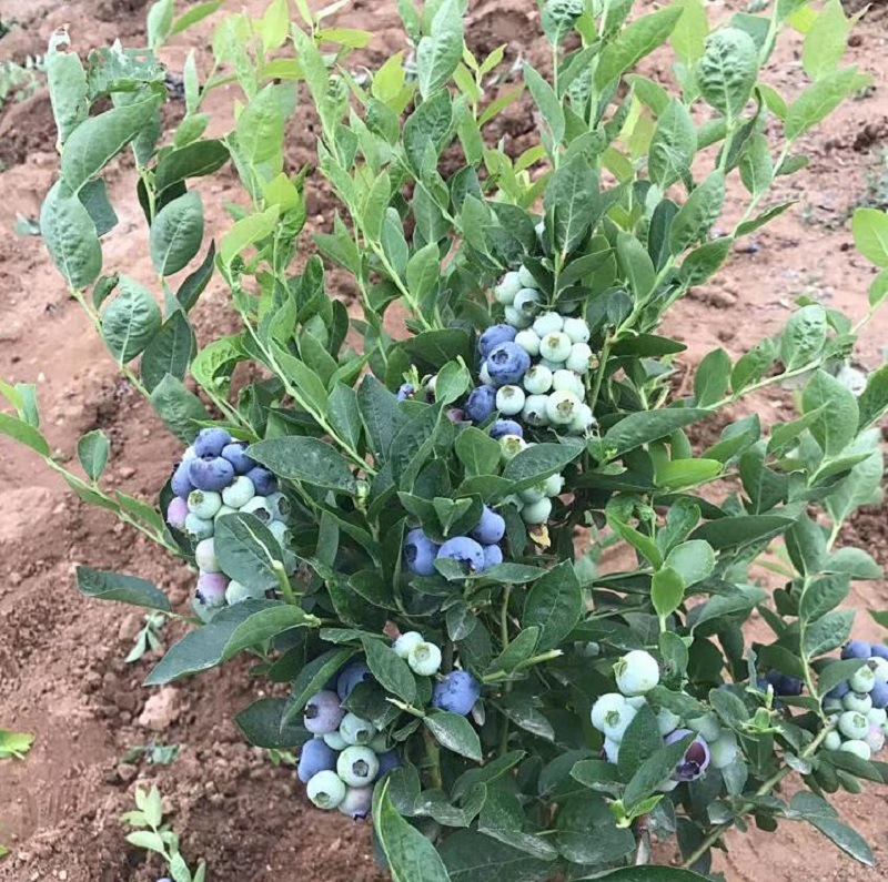 蓝莓树果苗盆栽南北方易种植果树苗兔眼特大号当年结果阳台