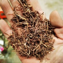 茜草中药材正品新货茜草根 血见愁全草茜草红血茜草一公斤包邮