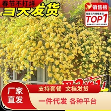 һlSľ㻨ֲﻨذľNޱ̨ͥԺļ