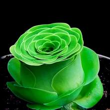 ����ֲ��Ʊ������u��ɽ��õ��ԭ��ԭ��ϡ��Ʒ�N�M���̨�Gֲ���|