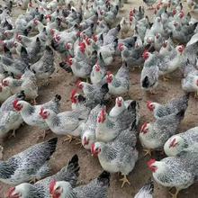 ���ڰ��J���u���w����a�����J���u�����u���u�߮a��ɢ�B���u