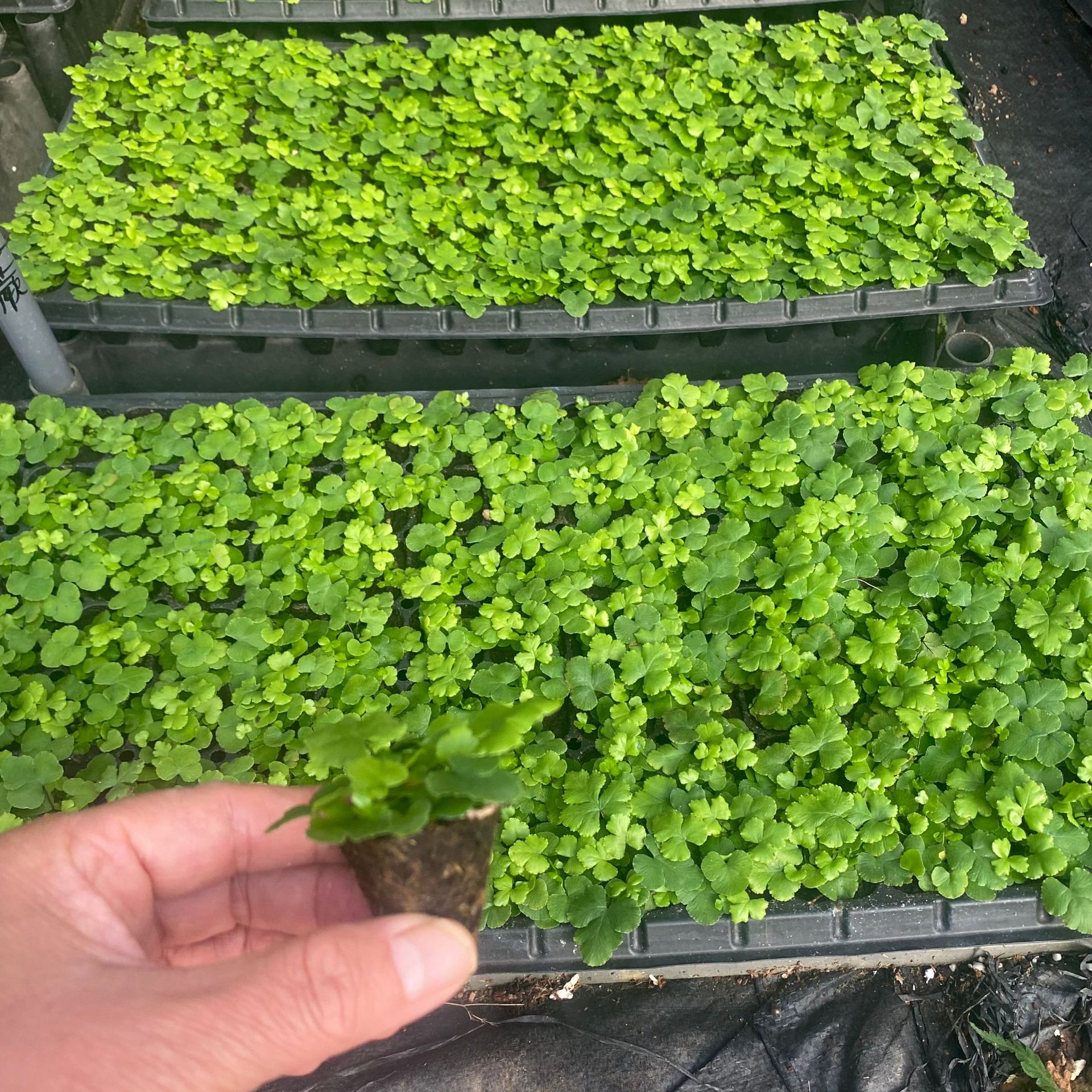 IMG_6608(20241229-175228)